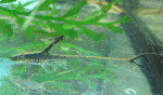 IMG_2554.gif