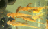 IMG_2568.gif