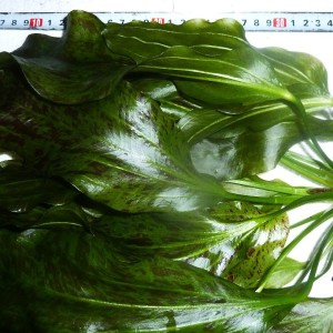 P1110206.JPG