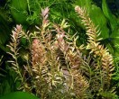 Rotala1.jpg