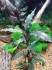 bucephalandra sp. blue theia.jpg