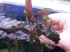 bucephalandra sp. blue theia..jpg