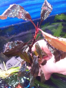 bucephalandra sp. centipede.jpg