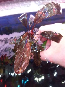bucephalandra sp. centipede..jpg