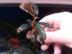 bucephalandra sp. cherish 3..jpg