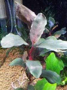 bucephalandra sp. semuntai 2.jpg