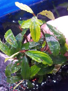 bucephalandra sp. shine green sokan 4.jpg