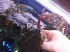 bucephalandra sp. super blue 2..jpg