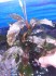 bucephalandra sp. super blue.jpg