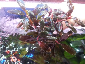 bucephalandra sp. theia 2....jpg