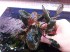 bucephalandra sp. theia 9..jpg