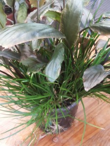 copy_242_20150527_152224.jpg