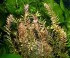 copy_492_Rotala1.jpg