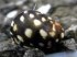 copy_612_copy_683_copy_10_copy_105_images-3.jpeg