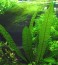 copy_618_куст-апонагетона-волнистого.jpg