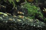 copy_74_copy_609_DSC6015.jpg