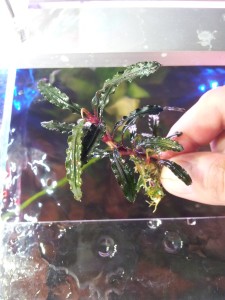 velvet leaf 4.jpg