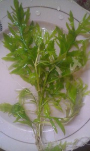 Гигрофила дифформис (Синема, Hygrophila difformis).jpg