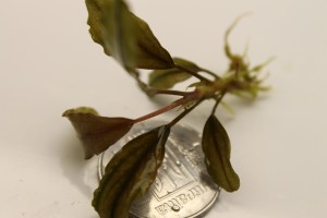 Изображение 2995.jpg