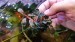 Bucephalandra sp. Brownie Jade.jpg