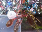 Bucephalandra sp. Gost Long leaf......jpg