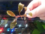 Bucephalandra sp. Lalina Black.jpg