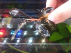 Bucephalandra sp.Brownie Blue.jpg