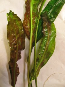 Cryptocoryne usteriana02.JPG