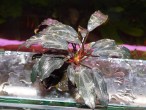 DSC00602.JPG