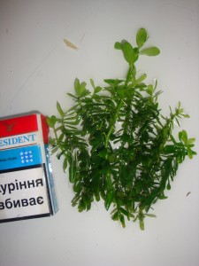 DSC04235.JPG