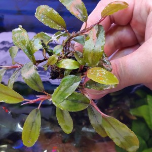 Fake Catherinae.jpg