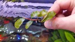 Fake Catherinae.jpg