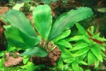 Shine Green.JPG