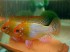 apistogramma-zolotaja-ramirezi---microgeophagus-ramirezi-gold_1.jpg
