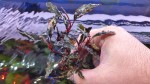 bucephalandra sp. blue theia.jpg