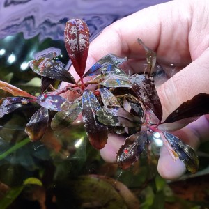bucephalandra sp. brownie brown.jpg