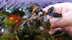 bucephalandra sp. cherish 3.jpg
