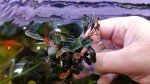 bucephalandra sp. kualakuayan-2.jpg