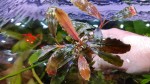 bucephalandra sp. super blue.jpg