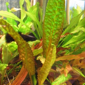 copy_100_Cryptocoryne-hudoroi02.jpg