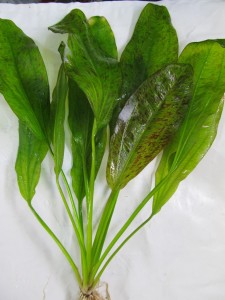 copy_20_Echinodorus-Ozelot-Gold-04.jpg