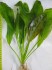 copy_580_Echinodorus-Ozelot-Gold-05.jpg