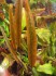 copy_823_Cryptocoryne-affinis-sp-red03.jpg