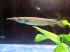 copy_992_IMG_2409-2.gif