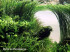 eleocharis-sp-xingu.jpg