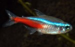 paracheirodon_innesi (1).jpg