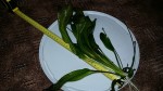 20150804_212721.jpg