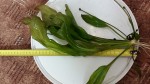 20150804_212750.jpg