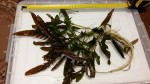 20150804_213240.jpg