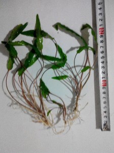 20150816215027.jpg